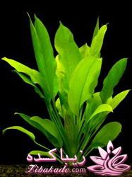 چه گلهايي را مشناسيم؟ 